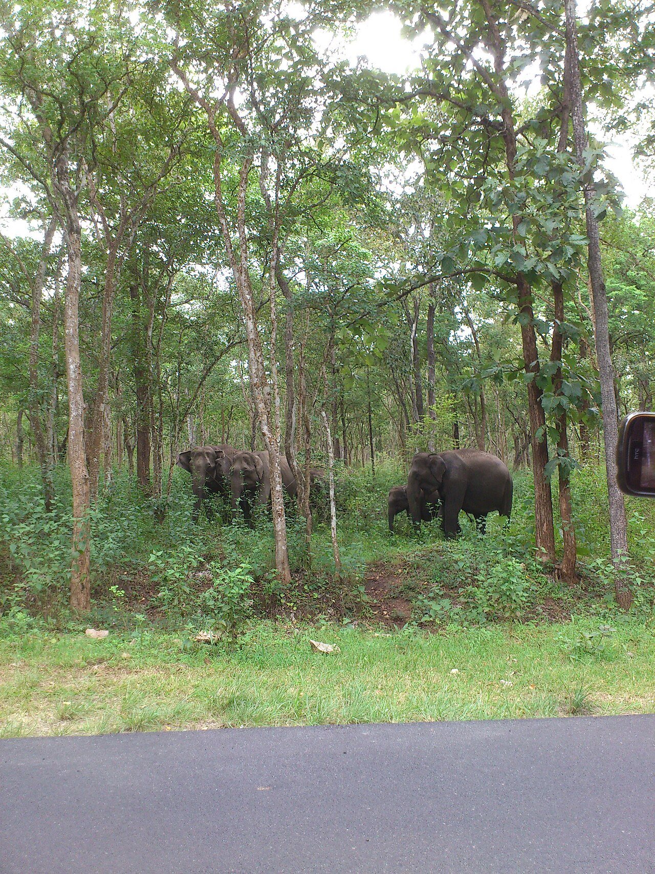 Coorg & Wayanad Itinerary 2026 — 6-Day Western Ghats Road Trip