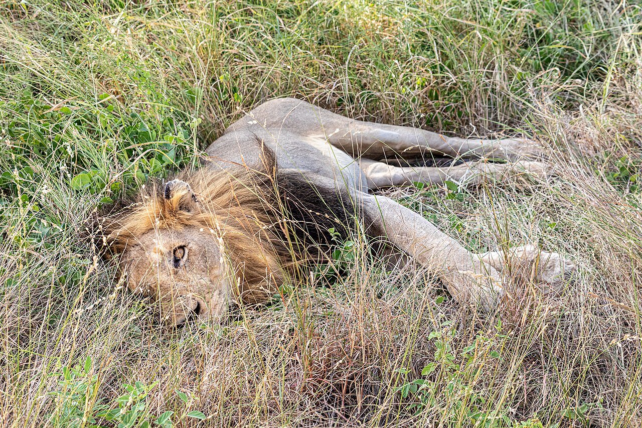 Safari, South Africa