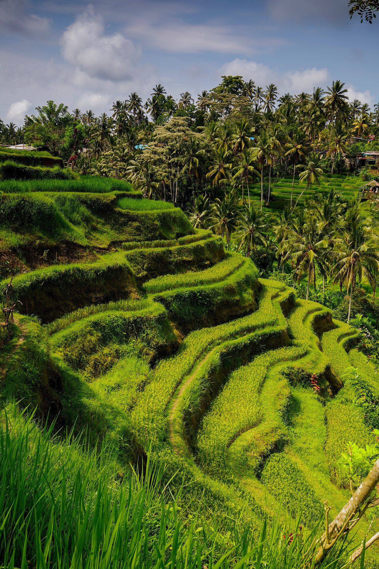 The rice terraces near Ubud, Bali