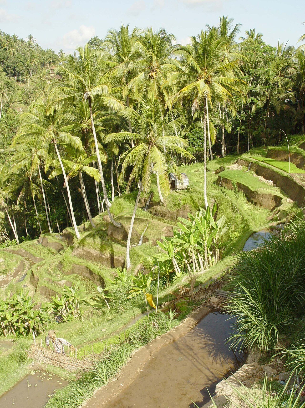 Rice terraces in Bali