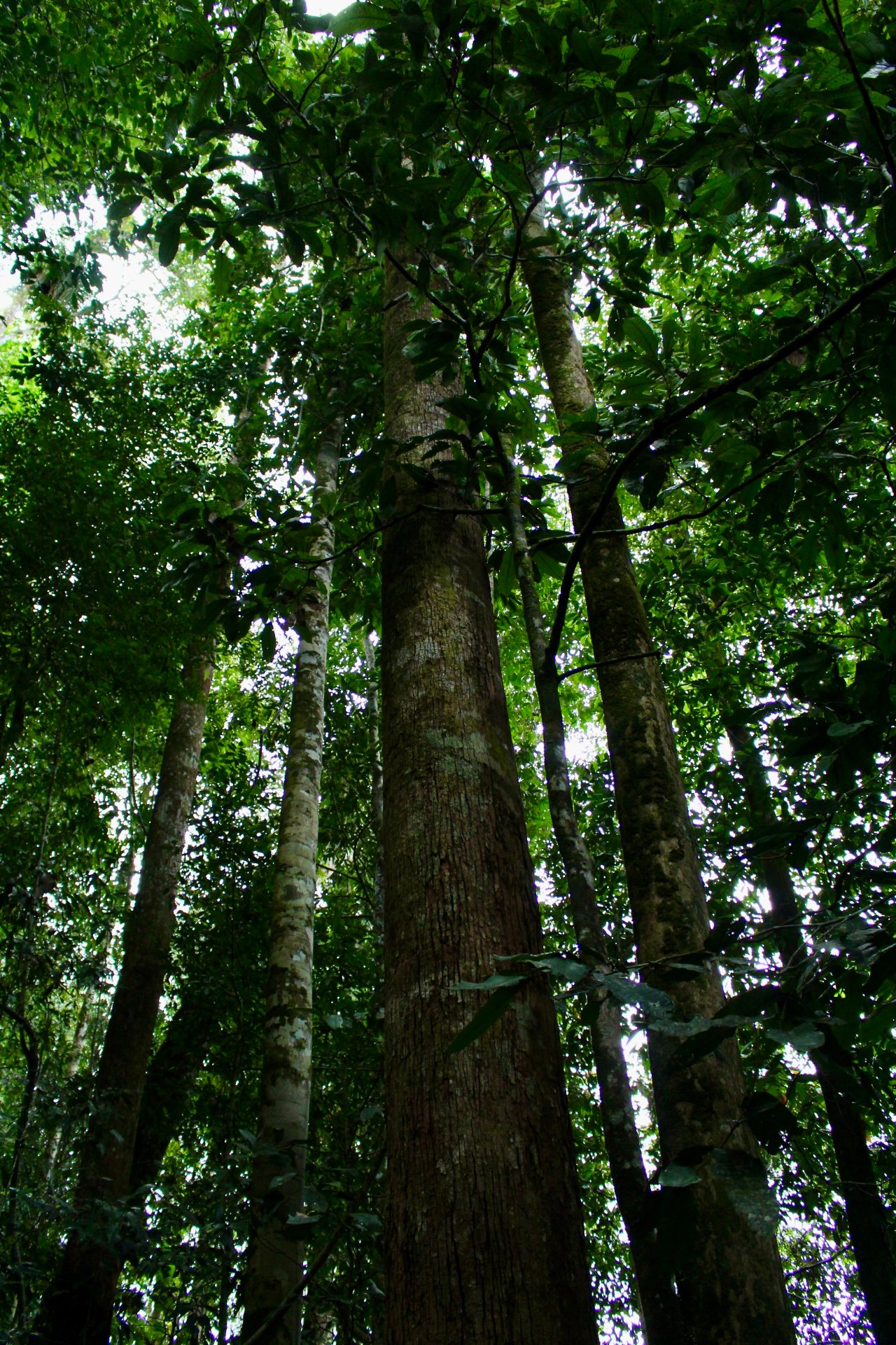 Rainforest and landmarks of Brunei