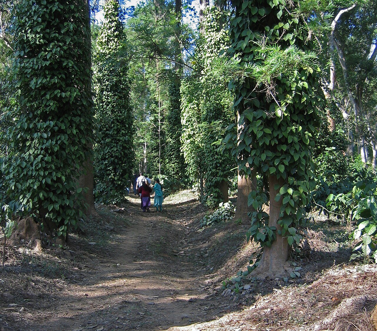 Coffee plantations in the hills of Coorg
