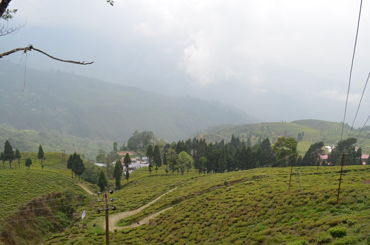 Tea gardens and the toy train at Darjeeling