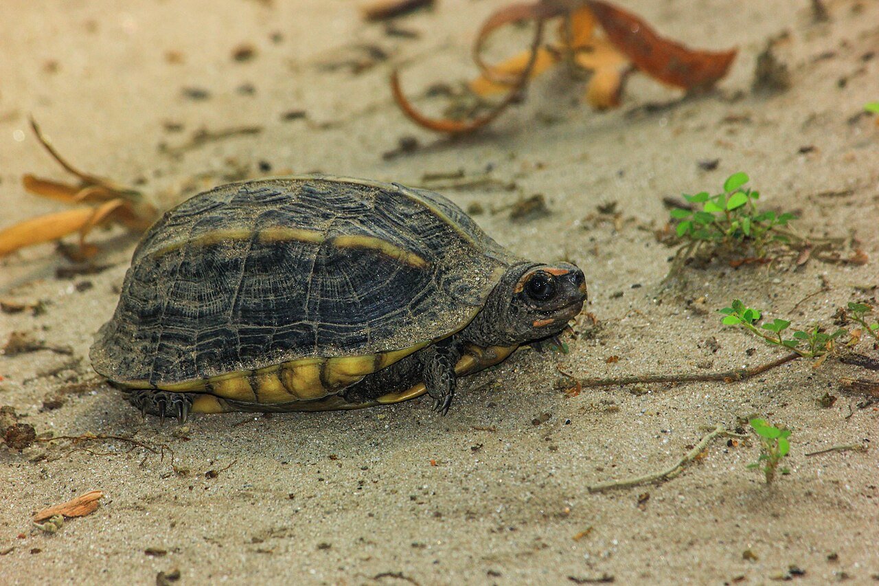 Wildlife in an Indian national park