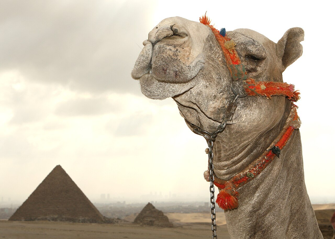 The Pyramids of Giza, Egypt