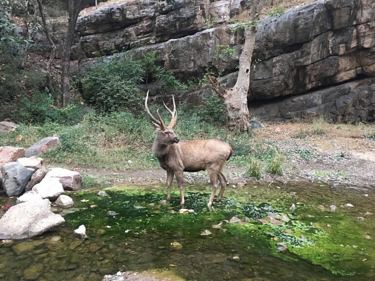 Ranthambore Safari Guide 2026 — Tigers, Zones, Booking & Best Time