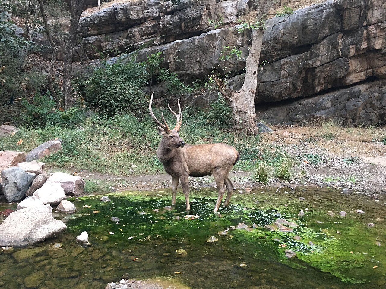 Ranthambore Safari Guide 2026 — Tigers, Zones, Booking & Best Time