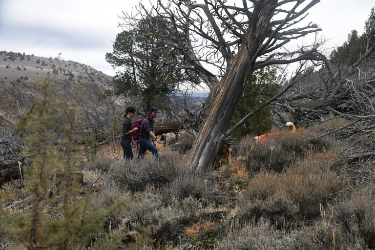 Trekking & Hiking Gear Essentials 2026 — Complete Packing Guide
