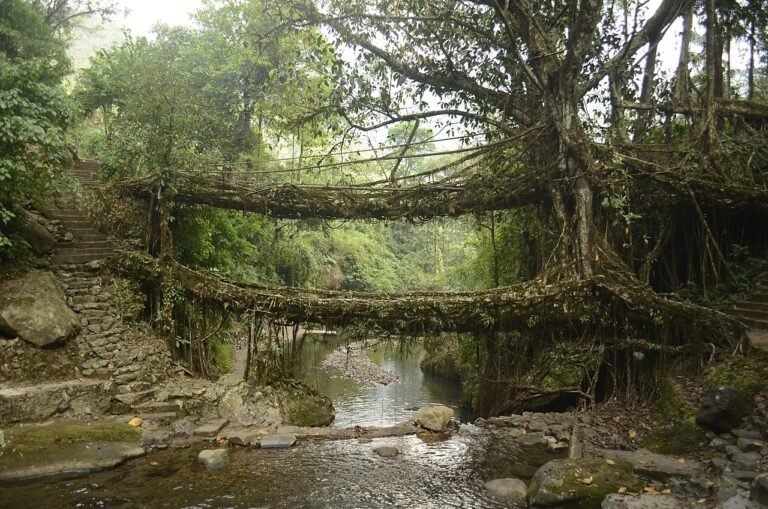 Meghalaya Travel Guide 2026 — Living Root Bridges, Best Time & Itinerary