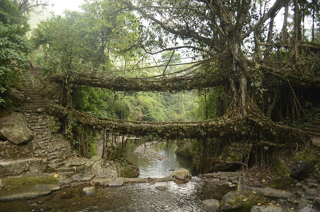 Meghalaya Travel Guide 2026 — Living Root Bridges, Best Time & Itinerary