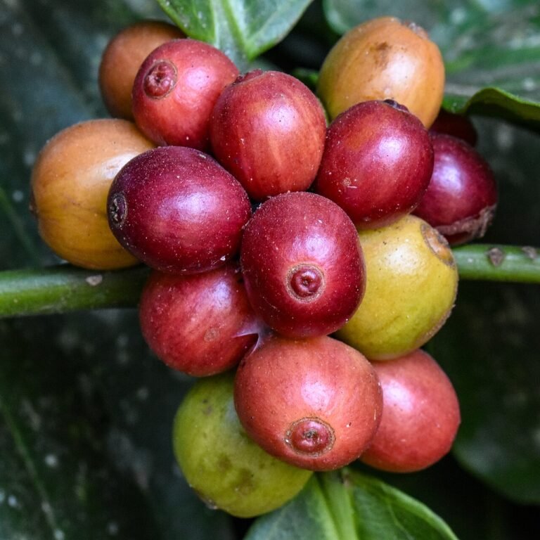 Coorg Travel Guide 2026 — Coffee Estates, Waterfalls, Best Time & Itinerary