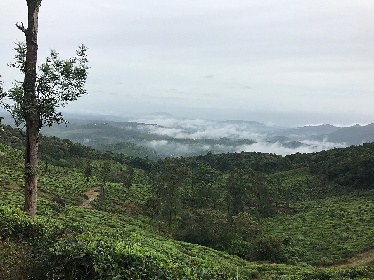 Wayanad Travel Guide 2026 — Plantations, Treks, Best Time & 2-Day Plan