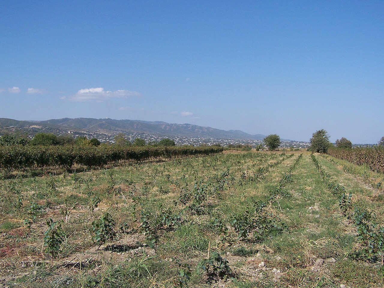 Vineyards and old towns of Georgia