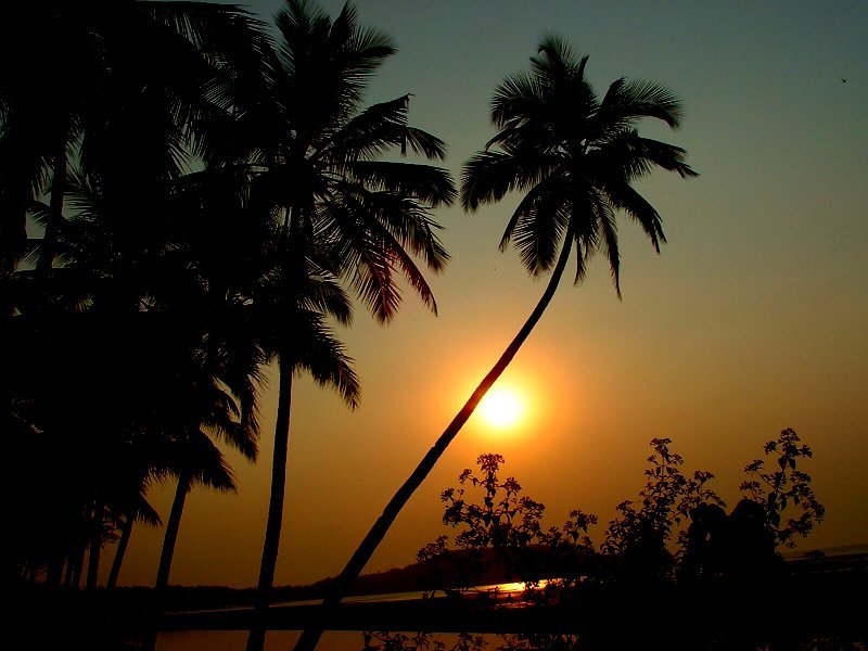 A palm-fringed beach in Goa
