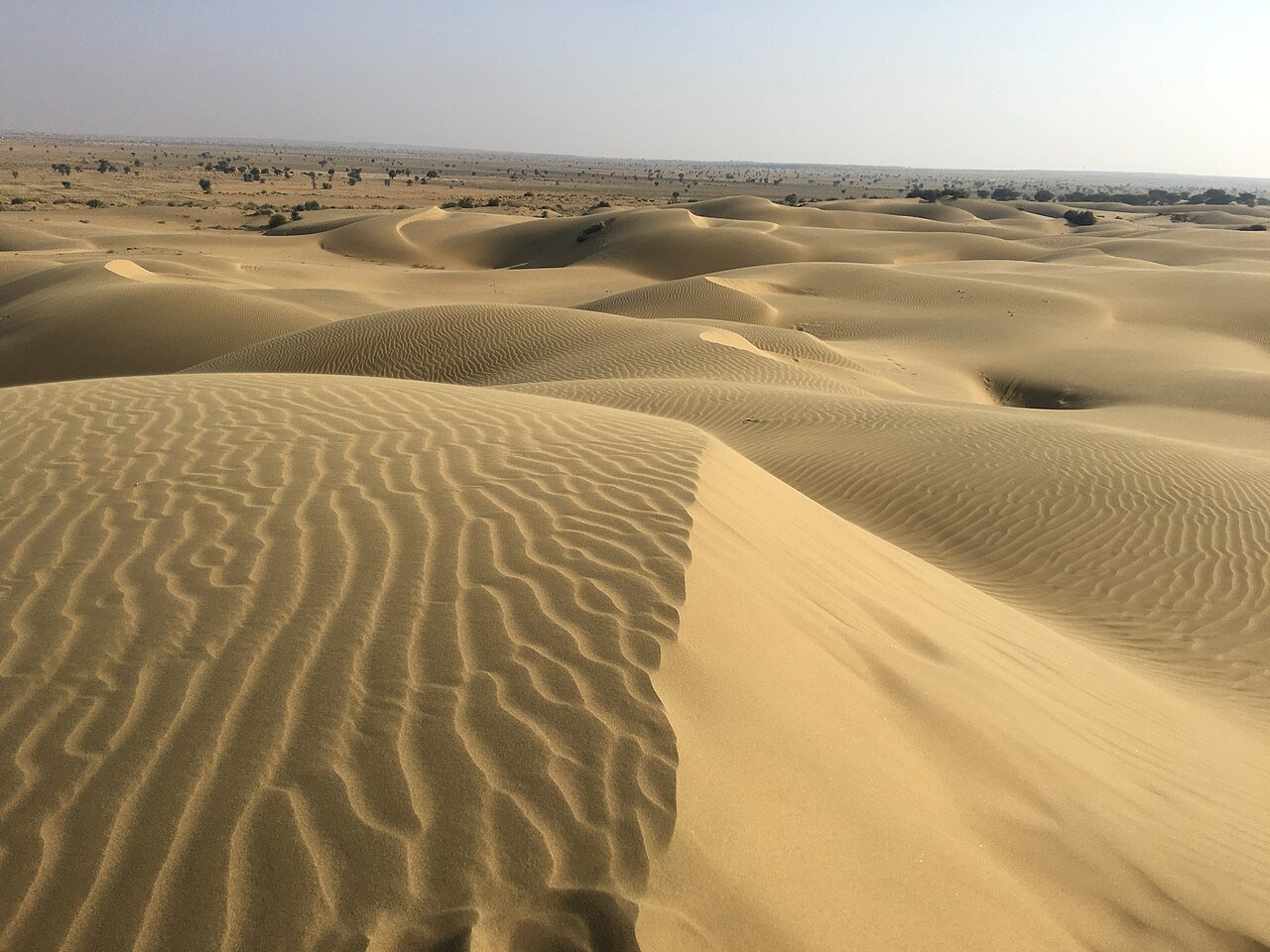 Camels on the Sam sand dunes near Jaisalmer