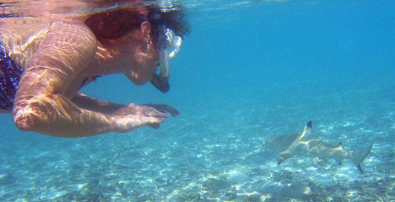 A coral reef in the Maldives