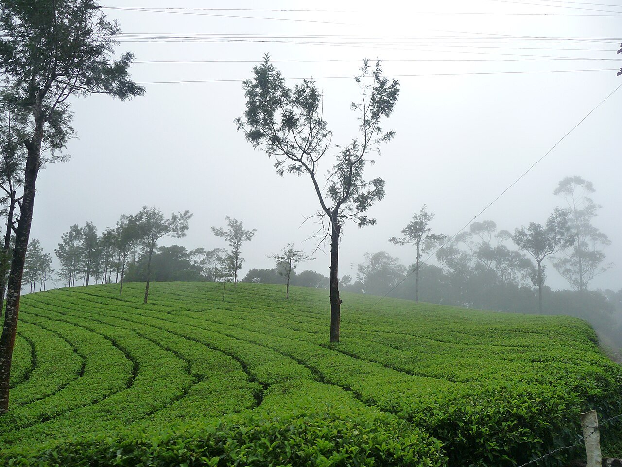 Misty hills around Munnar