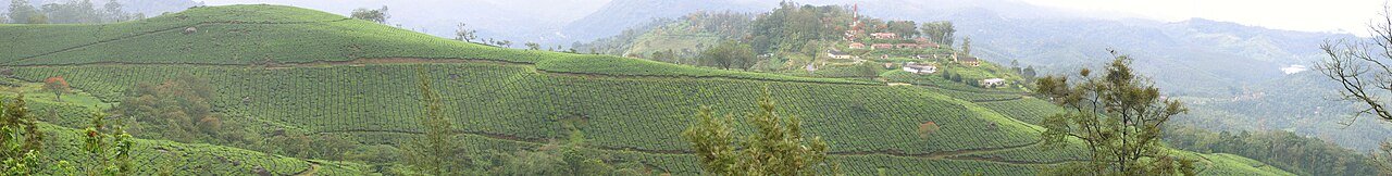 Rolling tea plantations in Munnar