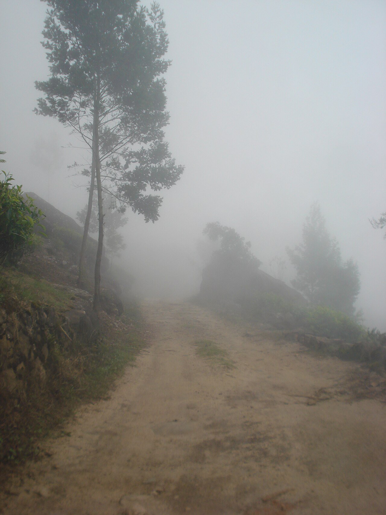 Misty viewpoint above Munnar tea country