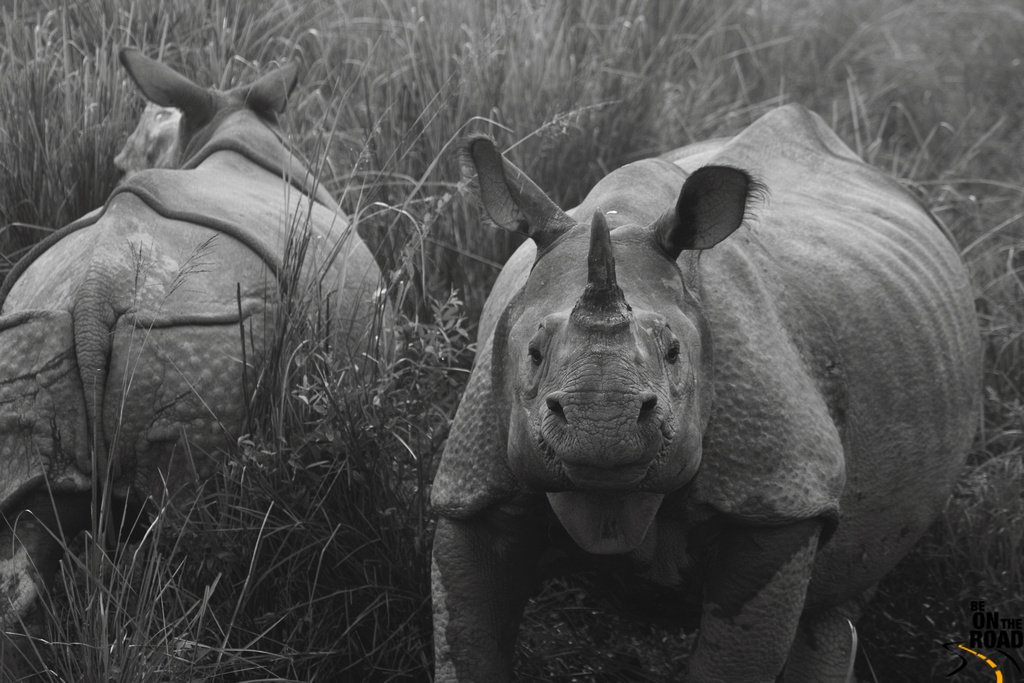 Wildlife and rivers of Assam