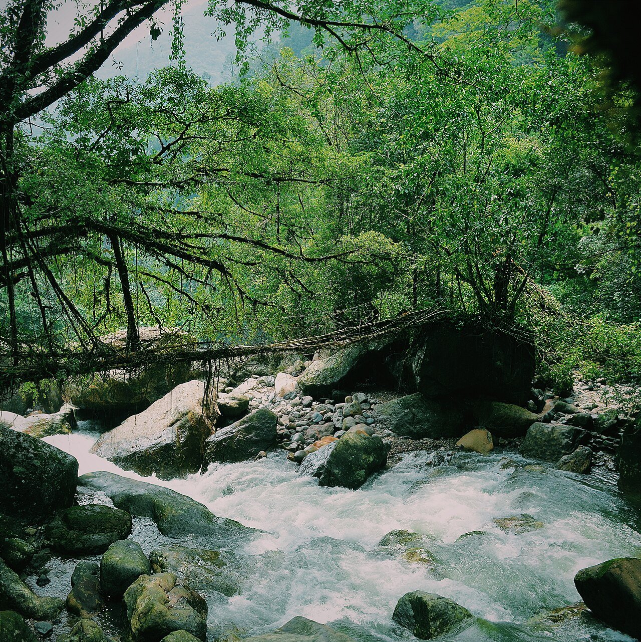 A living root bridge in Meghalaya