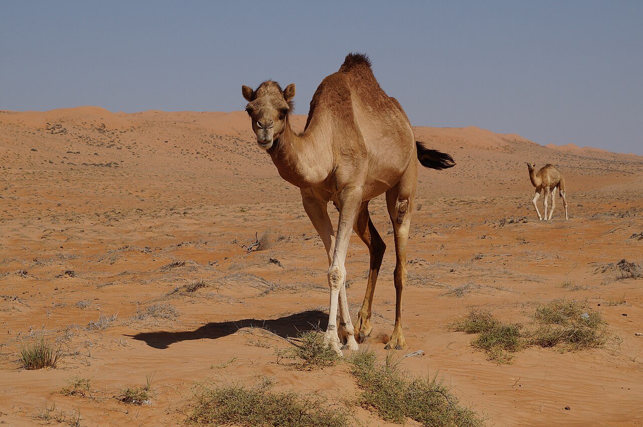 Golden dunes of the Omani desert