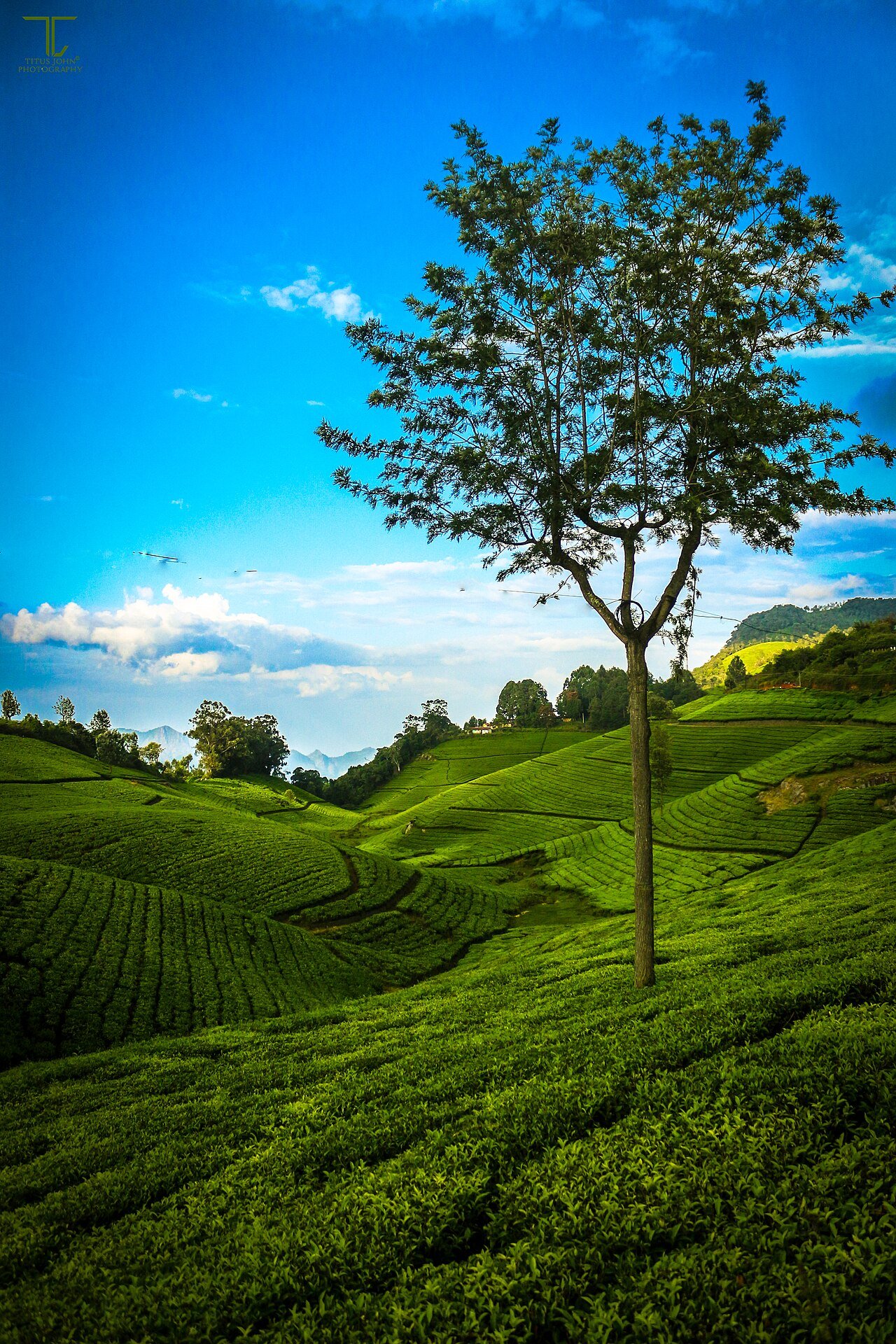 Tea estates near Ooty