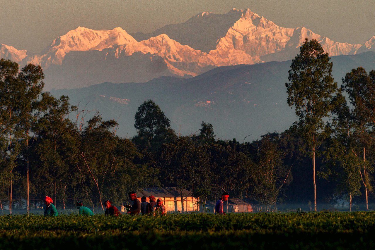 Darjeeling tea garden travel photo
