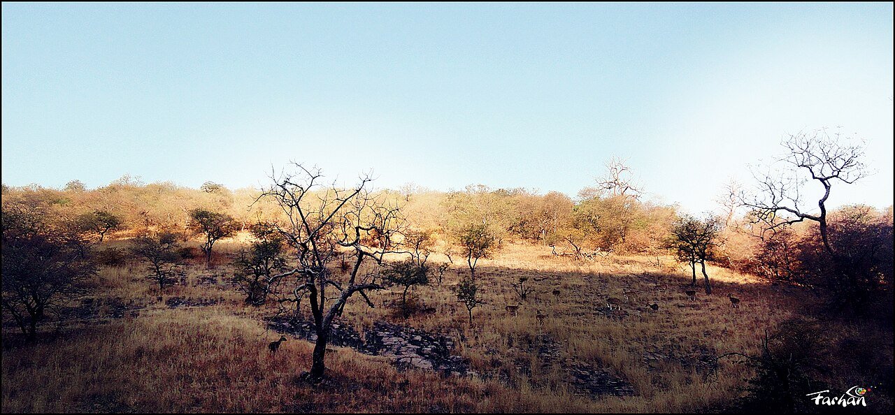 Ranthambore Safari travel photo