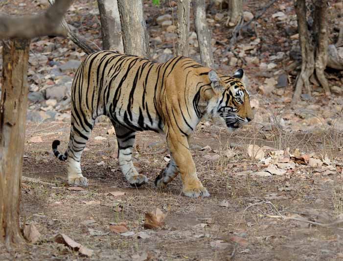 A Bengal tiger in Ranthambore