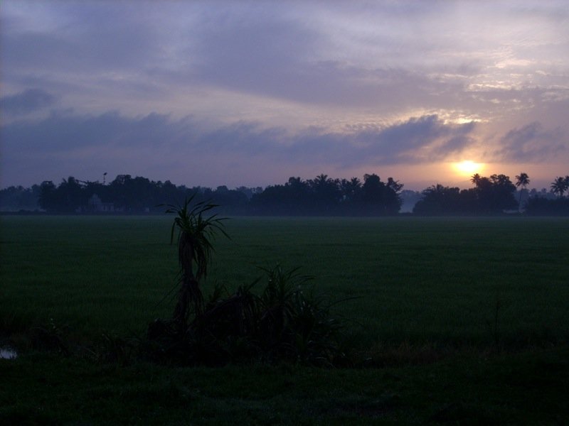 The Kerala backwaters