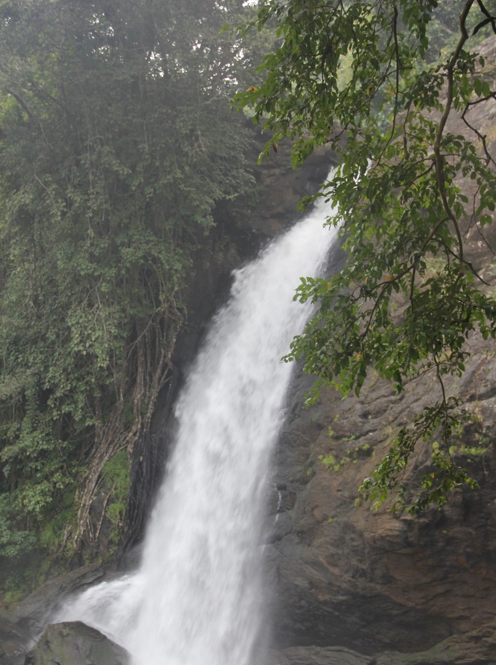 A forest waterfall in Wayanad