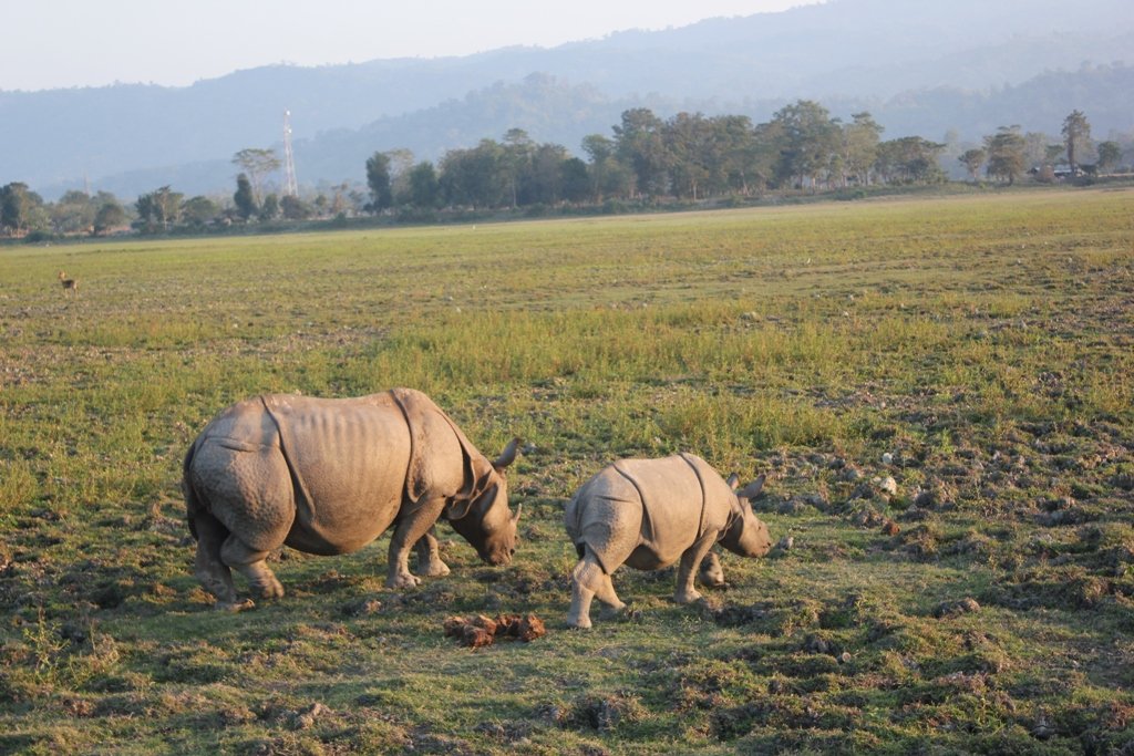 A jeep safari in an Indian national park