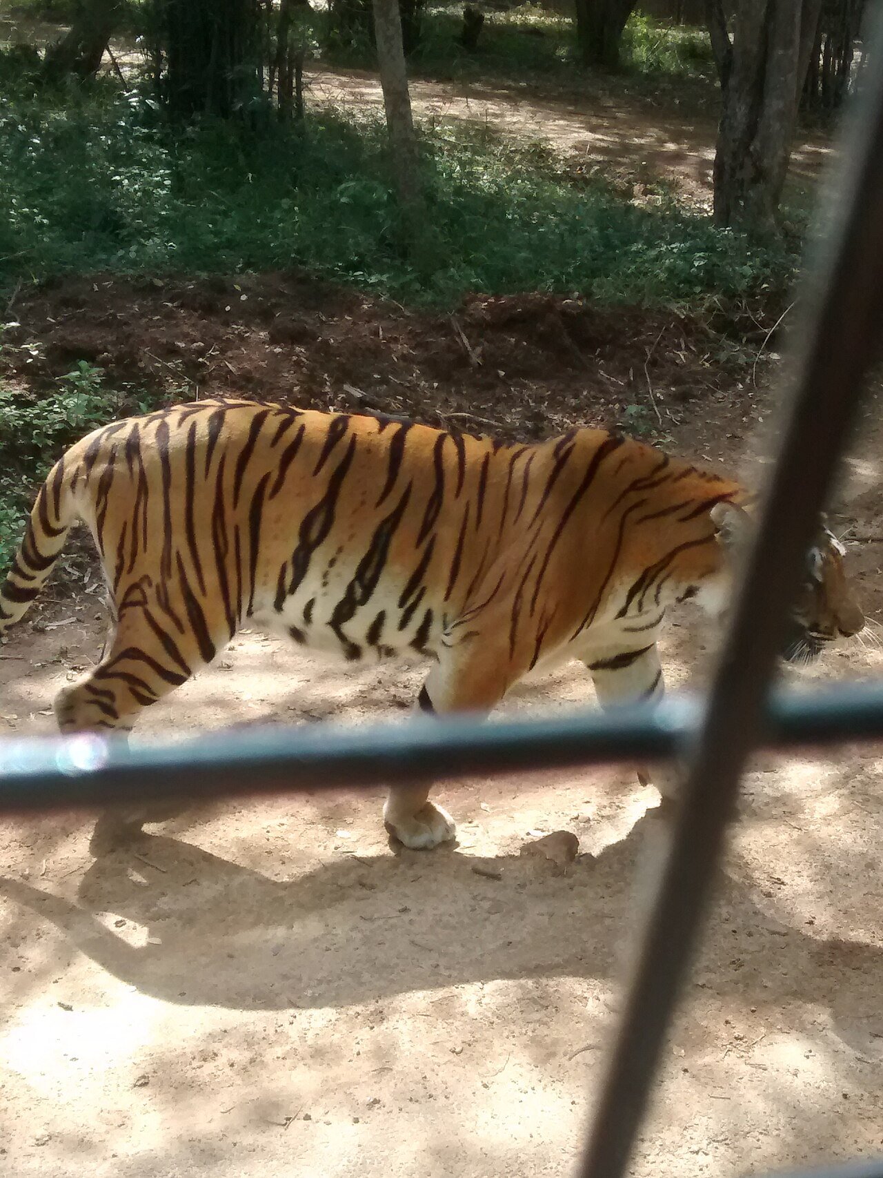 A tiger on safari in India