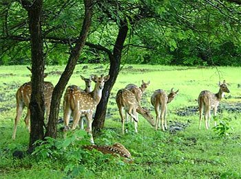 Wildlife in an Indian reserve