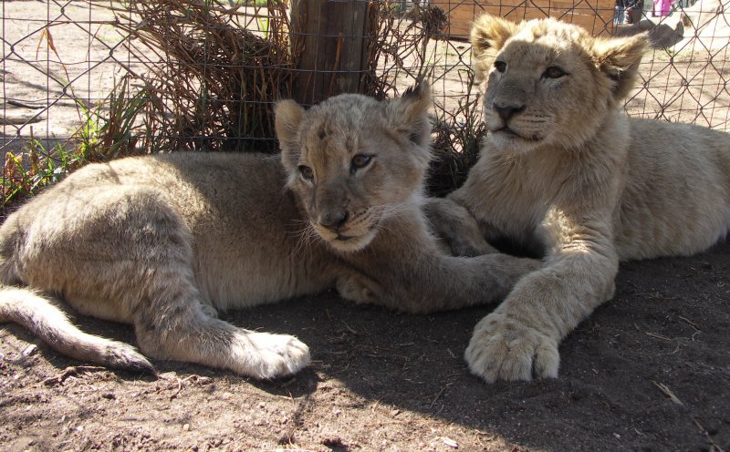 Safari wildlife