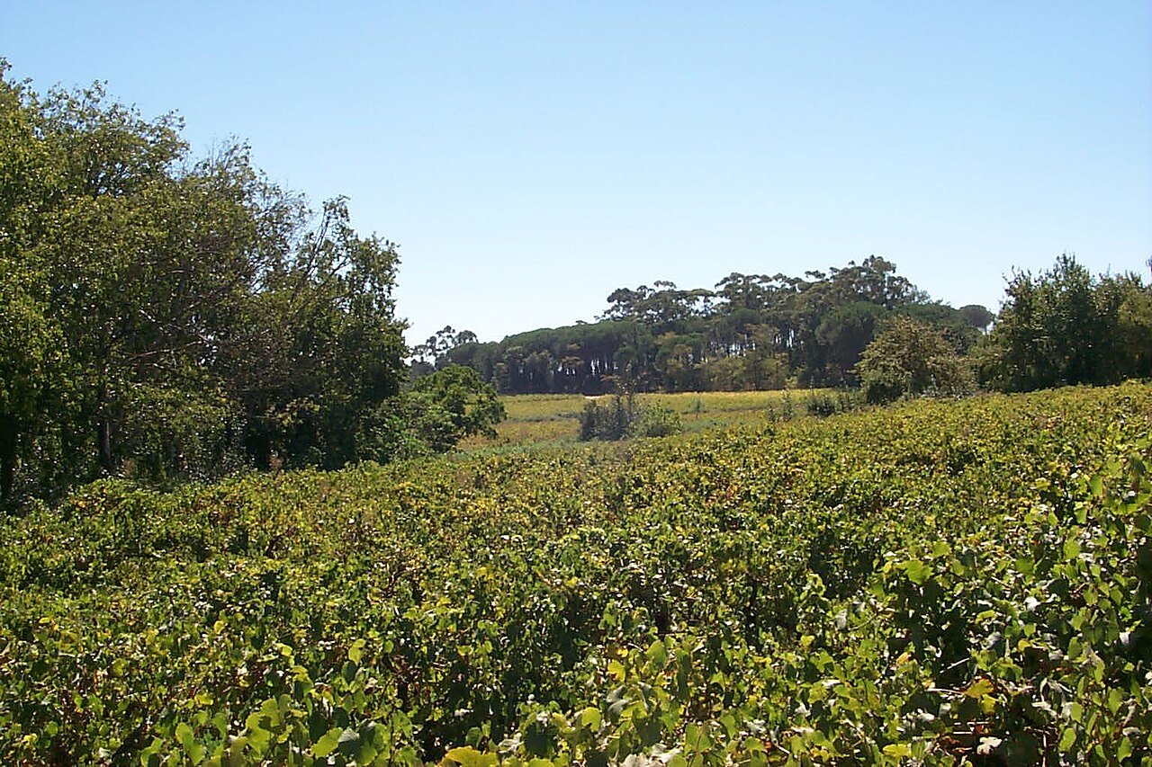 The Cape Winelands